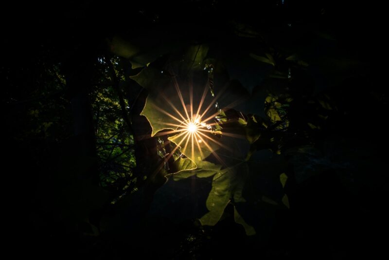 sun rays coming through green leaves